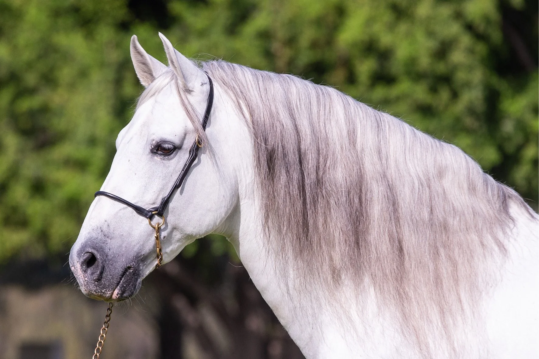 未開栓　WHITE HORSE特級＆house of peers 12years Our Horses | Explore Majestic Elegance — Z7 Show Horses